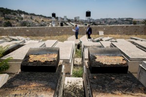 MT-OLIVES2